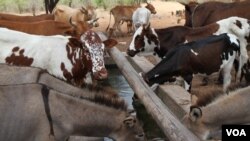 FILE - Healthy livestock have a drink in Mathafeni village in Lupane, about 600 kilometers southwest of Harare, Zimbabwe. Livestock and other movable assets could be used to secure bank loans under a bill lawmakers are to receive this week.