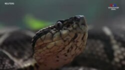 Բրազիլացի հետազոտողները պարզել են, որ տեղական մի տեսակի օձի թույնի մոլեկուլը