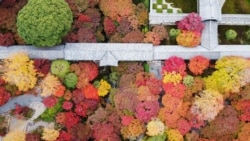 Foto udara ini menunjukkan dedaunan warna-warni musim gugur di sekitar Jembatan Tsutenkyo di Kuil Tofukuji di kota Kyoto, Jepang. (AFP)&nbsp;