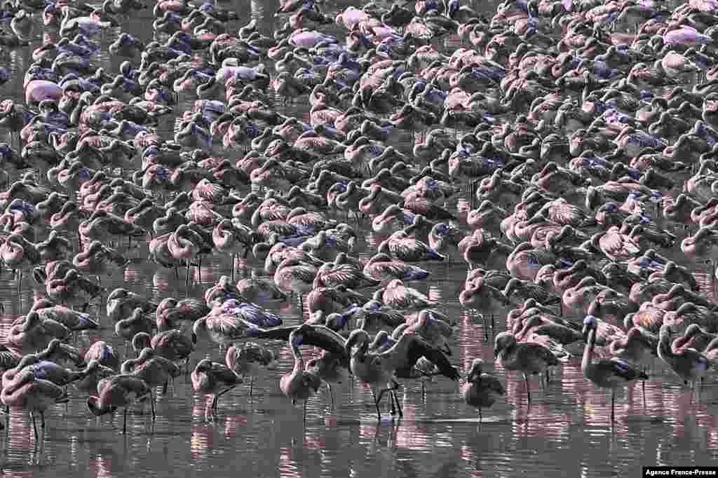 Kawanan burung-burung bangau (flamingo) tampak berkerumun di sebuah kolam di Navi Mumbai, India. (Foto: AFP)