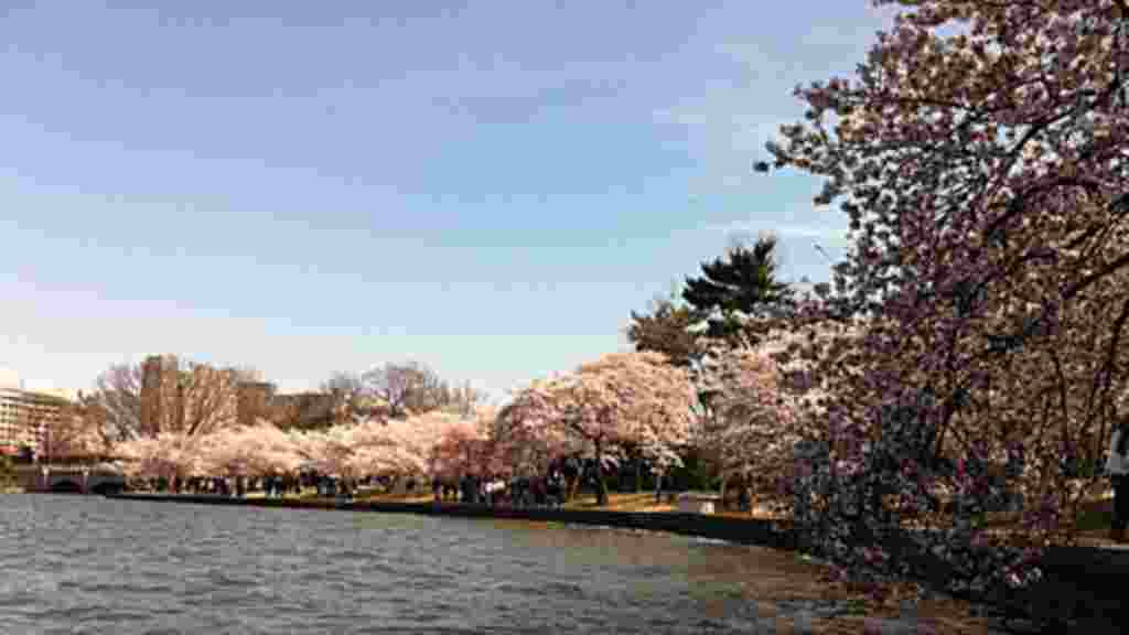 Cherry Blossoms