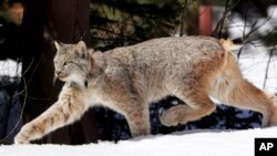 FILE - A Canada lynx heads into the Rio Grande National Forest after being released near Creede, Colo., April 19, 2005.