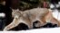 FILE - A Canada lynx heads into the Rio Grande National Forest after being released near Creede, Colo., April 19, 2005.