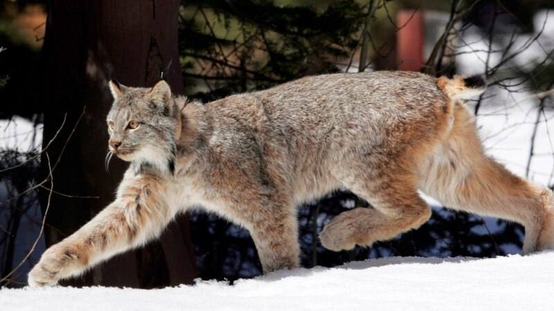 US proposes new habitat protections in southern Rockies for Canada lynx