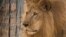 Un lion d'un cirque à Vaalwater, en Afrique du Sud, le 1er mai 2016.
