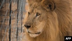 Une lionne qui voyageait à l'arrière d'un pick-up en Afrique du Sud et s'était éclipsée de la voiture en marche, a été repérée et abattue vendredi par un agriculteur.