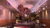 World's Most Popular Dinosaur Transforms at Chicago's Field Museum