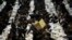 A man distributes fruit from a box at a mass gathering of Satmar Hasidic Jews in New York. The Satmars, a strictly anti-zionist sect of Judaism, gathered to celebrate the 69th anniversary of their founding after Rabbi Joel Teitelbaum's escape from the holocaust.