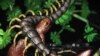 Fossil Reveals Burrowing Lifestyle of Tiny Dino 