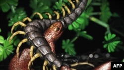 This handout image released by Carelton University on July 20, 2021, shows an artist’s rendition of a microsaur, a finger-sized fossil from 308 million years ago unearthed in the United States.