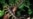 Fossil Reveals Burrowing Lifestyle of Tiny Dino