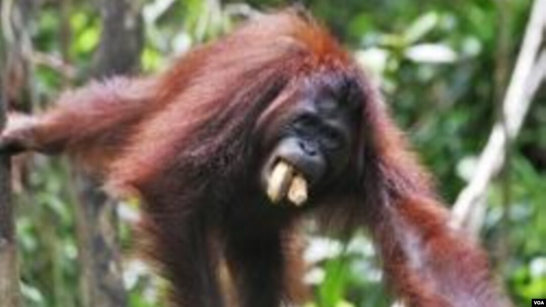 Orangutan banyak dibunuh masyarakat karena dianggap sebagai hama perkebunan dan juga untuk diambil dagingnya. (Foto: Dok)