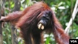 Orangutan banyak dibunuh masyarakat karena dianggap sebagai hama perkebunan dan juga untuk diambil dagingnya. (Foto: Dok)