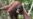 Terkena 104 Peluru, Orangutan Kalimantan Bertahan Hidup
