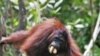 Tewasnya Puluhan Orangutan di Kutai Kartanegara Diduga akibat Dibantai