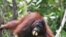 Seekor orangutan di Taman Nasional Tanjung Puting, Kalimantan (foto: dok). Orangutan banyak dibunuh masyarakat karena dianggap sebagai hama perkebunan.