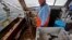 FILE - In this May 2, 2016 photo, Richard Sawyer, Jr., fishes on Long Island Sound off Groton, Conn. On a recent outing Sawyer landed just 23 lobsters. He says he now catches less in a week than he used to catch in half of a day. 