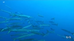 Changed Climate Blamed for Barracudas Settling in Colder Waters