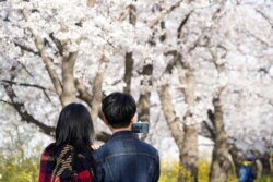 A couple takes a selfie near cherry blossom trees on a street closed to avoid the spread of the coronavirus disease in Seoul, South Korea, April 1, 2020.