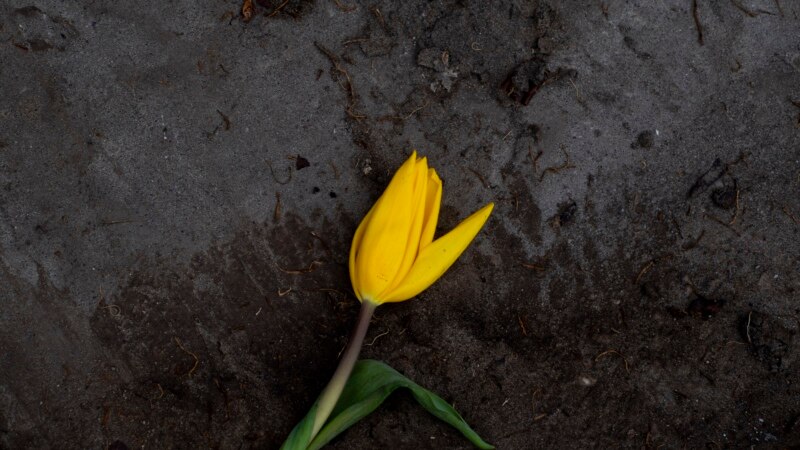 Amsterdam Tulips Unwanted in Time of Coronavirus