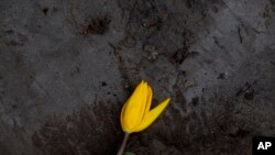 A wilted tulip lies discarded outside a flower farm in Lisse, near Amsterdam, Netherlands, March 19, 2020. 