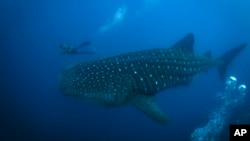 A whale shark swims through the waters off of Wolf Island, Ecuador, next to Enrique "Quike" Moran, a local naturalist from Santa Cruz Island, Ecuador in the Galapagos on Sunday, June 9, 2024. (AP Photo/Alie Skowronski)