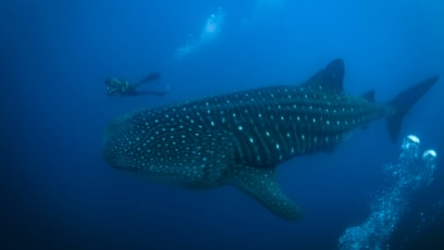 Ecuador’s Galapagos Islands Face Many Threats