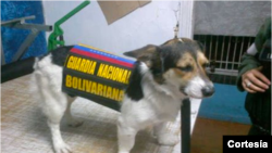 Brazón o Nevado formará parte de este componente de la Fuerza Armada Nacional Bolivariana (FANB). [Foto: Jorge Galindo, MIJ].