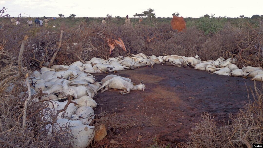 Sawir muujinaya xoolo ku dhintay duufaantii Puntland