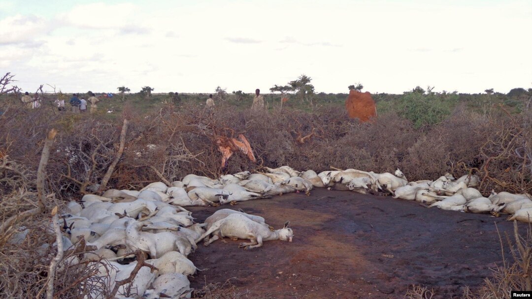 Sawir muujinaya xoolo ku dhintay duufaantii Puntland
