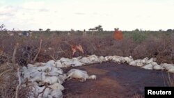 Sawir muujinaya xoolo ku dhintay duufaantii Puntland