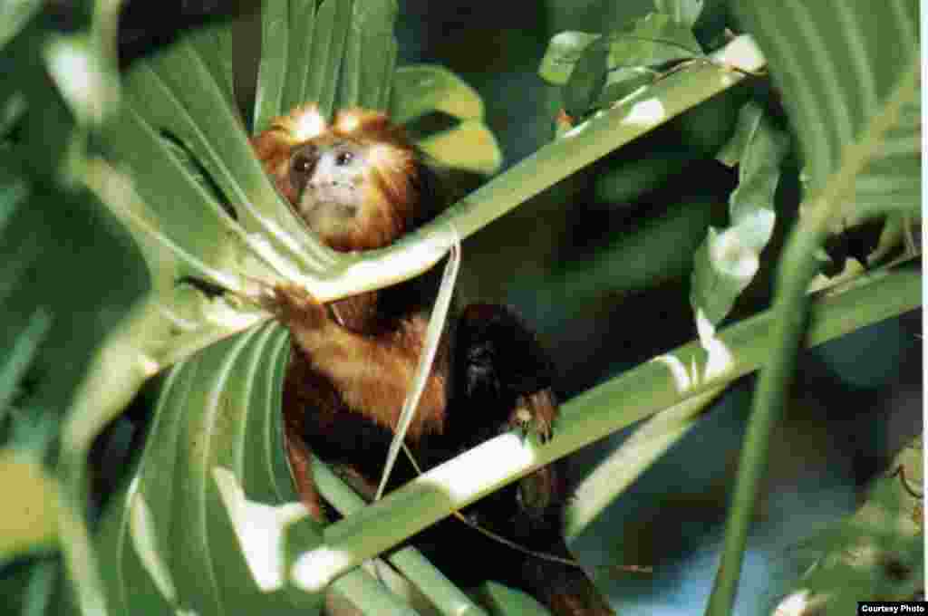 The Golden headed Lion Tamarin protected in the Una Biological Reserve, Bahia, is being hunted to extinction for bush meat elsewhere in the Atlantic forest. (Credit: Gustavo Canale)