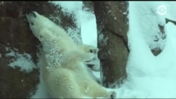 Настоящее Время. Америка – 12 января 2017