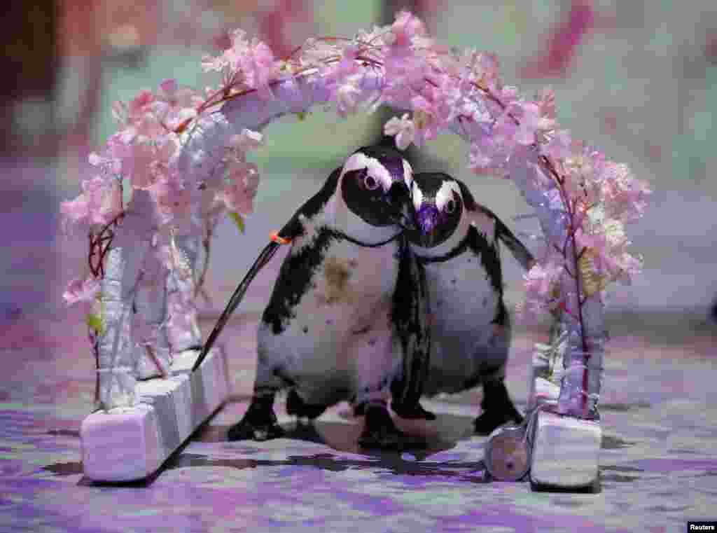 Penguins Momo and Omochi are seen during a media preview of their free online animal shows for children and families staying at home due to the coronavirus disease (COVID-19) lockdown, at the Aqua Park Shinagawa in Tokyo, Japan.