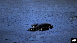 海龜因油污污染海水死亡資料照。