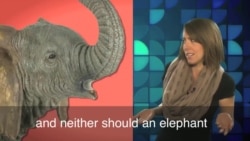 English in a Minute: Elephant in the Room