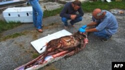 Everglades Ulusal parkında yakalanan bir pitonun karnından yetişkin bir geyik çıktı