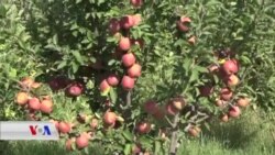 Sêvên Berwarîya Bala Îsal li Bazara Duhokê Nirxekî Baş Werdigirin