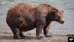 This image provided by the National Park Service shows Chunk at Katmai National Park in Alaska on Sept. 19, 2024.