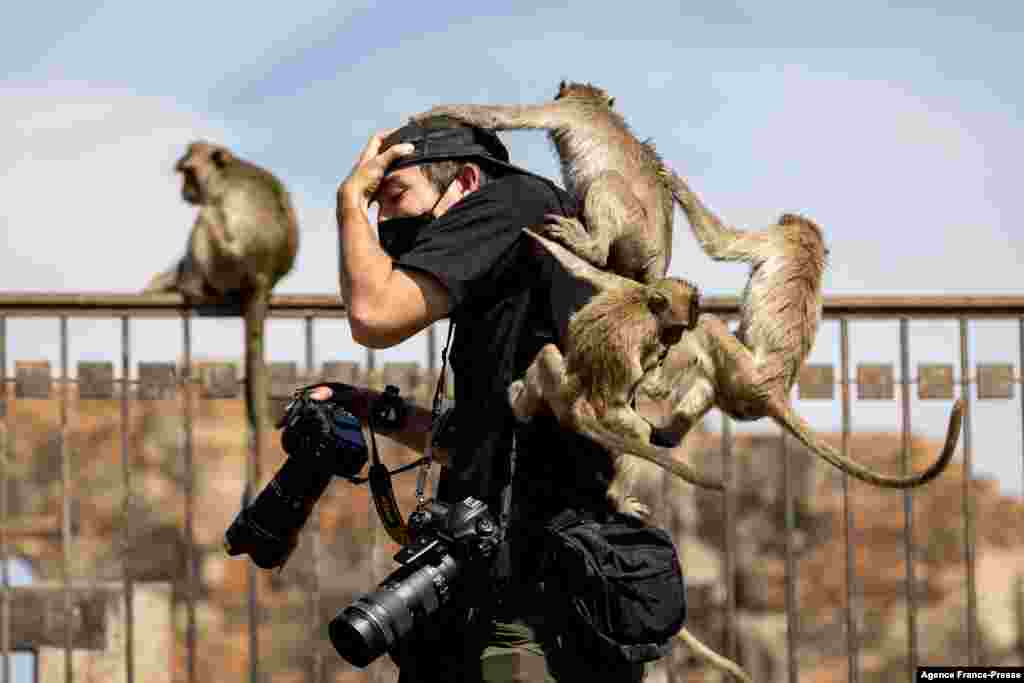 Macaque monkeys climb onto a news photographer at the Phra Prang Sam Yod temple during the annual Monkey Buffet Festival in Lopburi province, north of Bangkok, Thailand, Nov. 28, 2021. 
