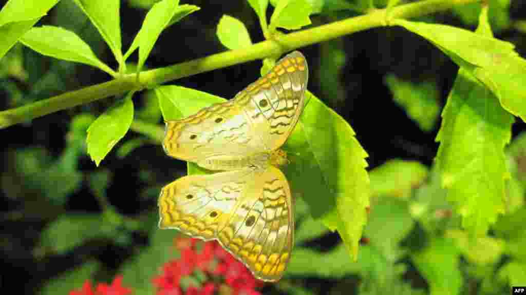 Amerikan Doğa Tarihi Müzesi: Kelebekler
