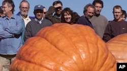 Espectadores en Rhode Island observan una calabaza gigante similar a la cultivada en la feria de Topsfield, la cual pesó 911 kilos (2.009 libras).