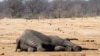Zimbabwe : 26 éléphants empoisonnés par des braconniers