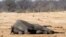 The carcass of an elephant which was killed after drinking poisoned water, lies near a water hole in Zimbabwe's Hwange National Park, September 27, 2013. 