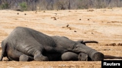 The carcass of an elephant which was killed after drinking poisoned water, lies near a water hole in Zimbabwe's Hwange National Park, about 840 km (522 miles) east of Harare, September 27, 2013. Zimbabwean ivory poachers have killed more than 80 elephants