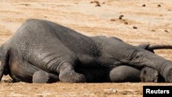 FILE: The carcass of an elephant which was killed after drinking poisoned water, lies near a water hole in Zimbabwe's Hwange National Park, about 840 km (522 miles) east of Harare, September 27, 2013. Zimbabwean ivory poachers have killed more than 80 elephants