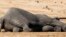 FILE: The carcass of an elephant which was killed after drinking poisoned water, lies near a water hole in Zimbabwe's Hwange National Park, about 840 km (522 miles) east of Harare, September 27, 2013. Zimbabwean ivory poachers have killed more than 80 elephants