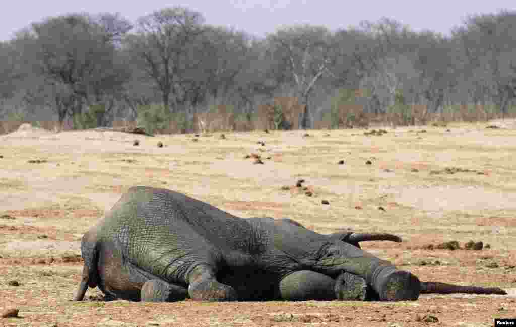 Restos de um elefante envenenado perto de um poço de água no parque nacional de Hwange, Zimbabué, a quem retiraram as presas de marfim. Caçadores ilegais zimbabueanos mataram pelo menos uma centena de elefantes &nbsp;