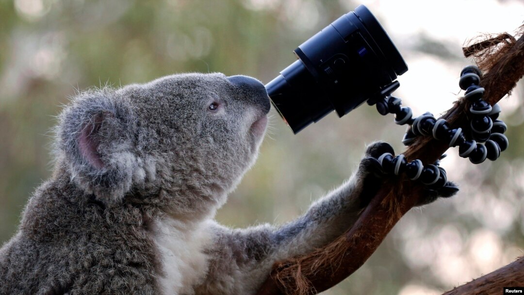 Seekor koala Australia melihat ke kamera di batang pohon di Kebun Binatang Satwa Liar Sydney, 3 April 2014. 