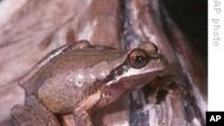 Australian Frogs Change Their Tune to Find Love